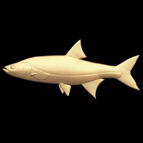 Fish_12